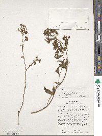 Chaetogastra longifolia image