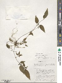 Image of Chaetogastra repens