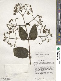 Image of Chaetogastra rhynchantherifolia