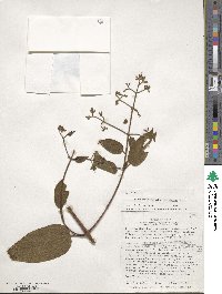 Chaetogastra rhynchantherifolia image