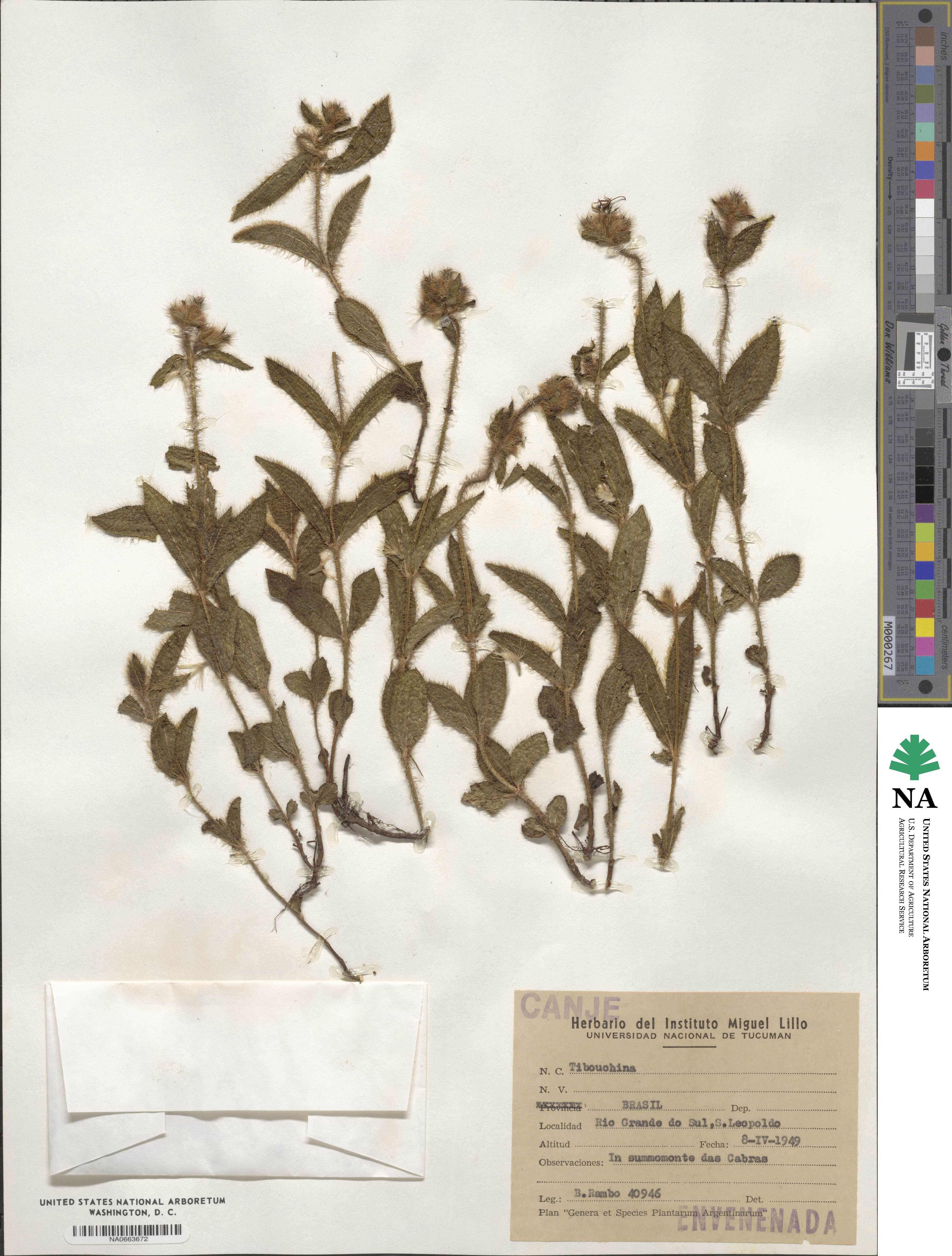 Tibouchina image