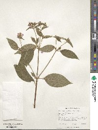 Chaetogastra longifolia image