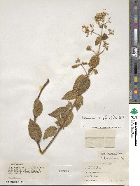 Chaetogastra longifolia image