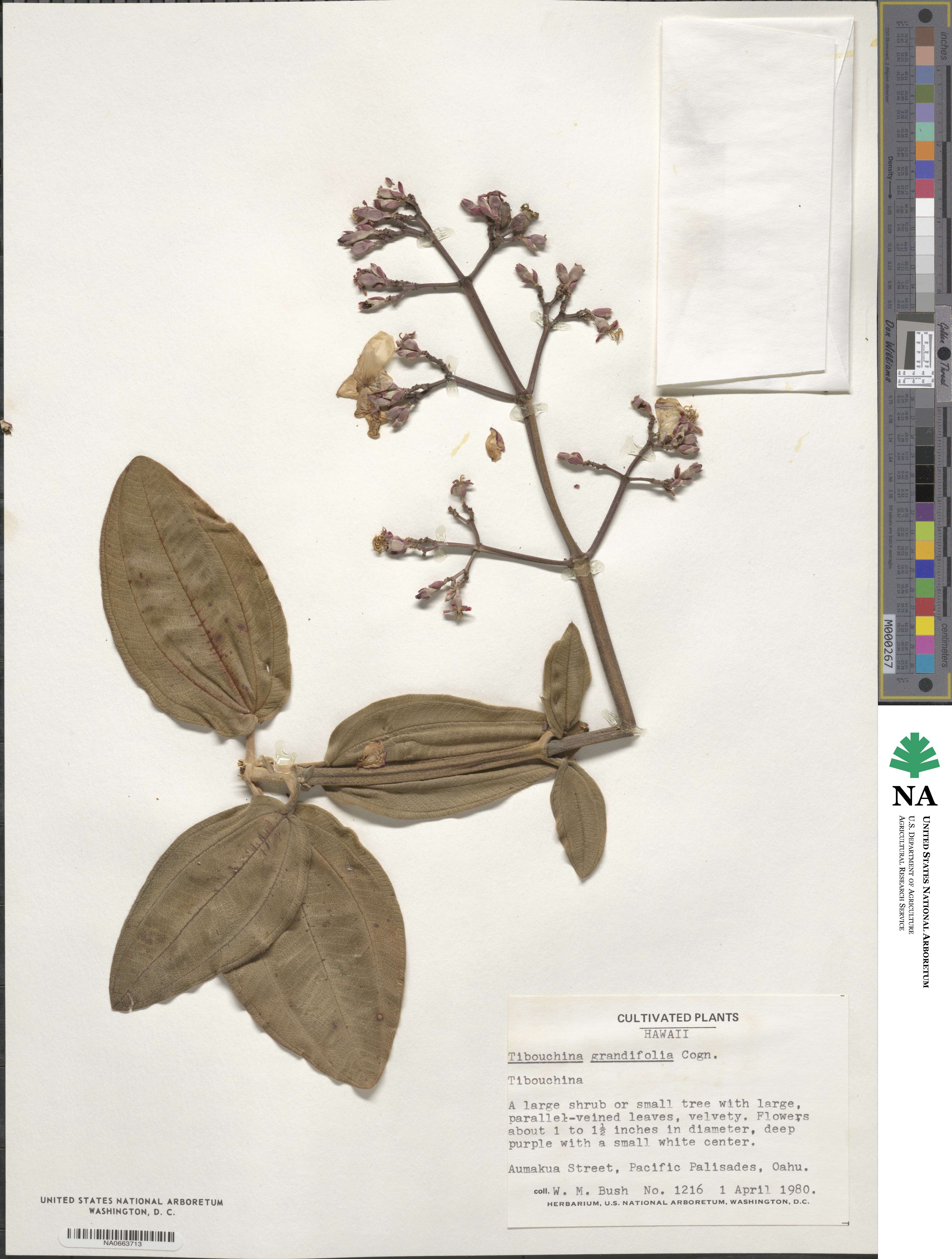 Pleroma heteromalla image