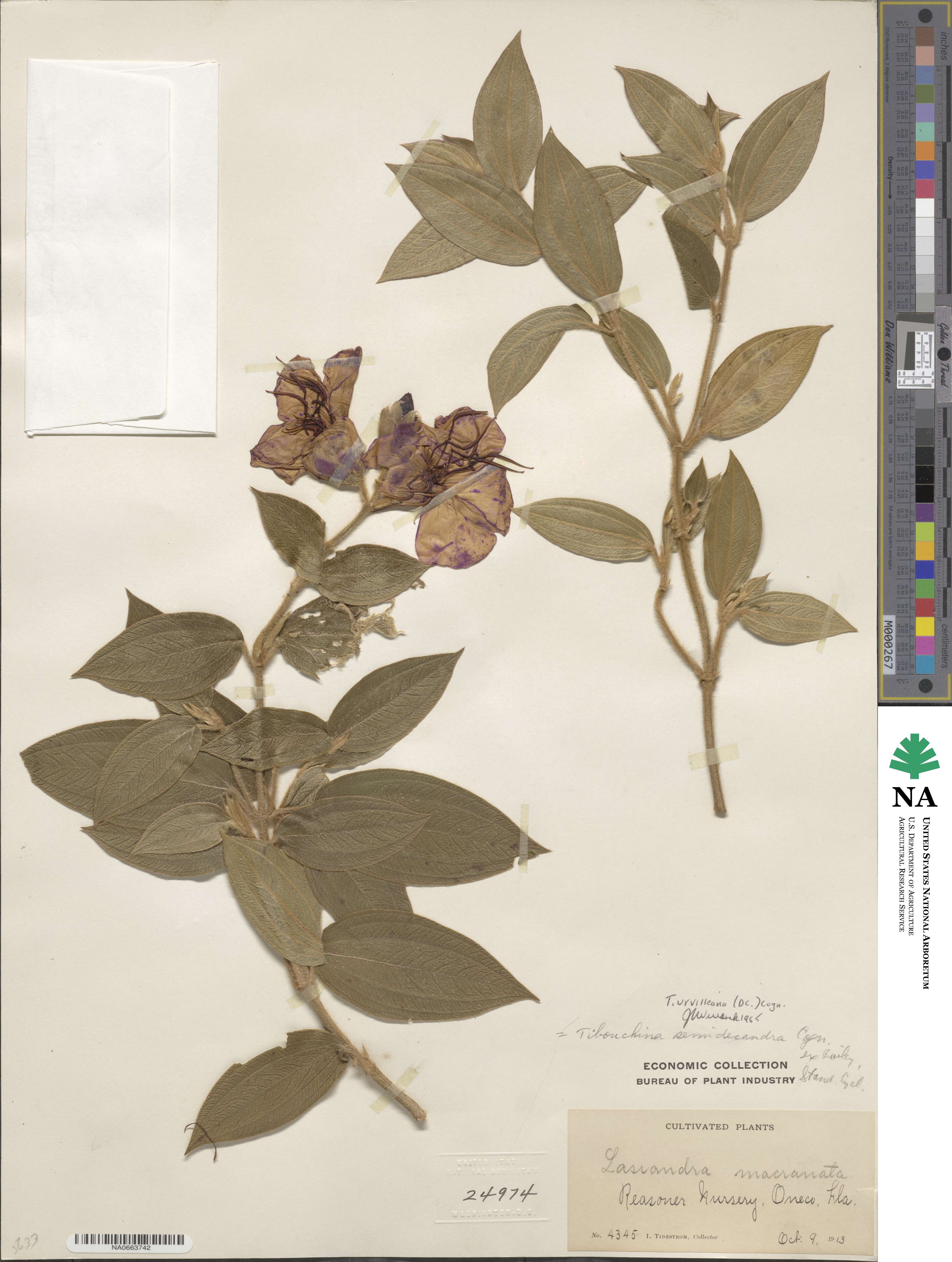 Pleroma urvilleanum image