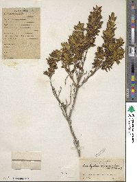 Image of Brachyotum alpinum