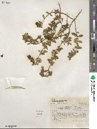 Brachyotum alpinum image