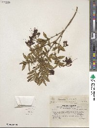 Brachyotum sanguinolentum image