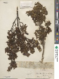 Brachyotum grisebachii image