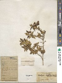 Image of Brachyotum ledifolium