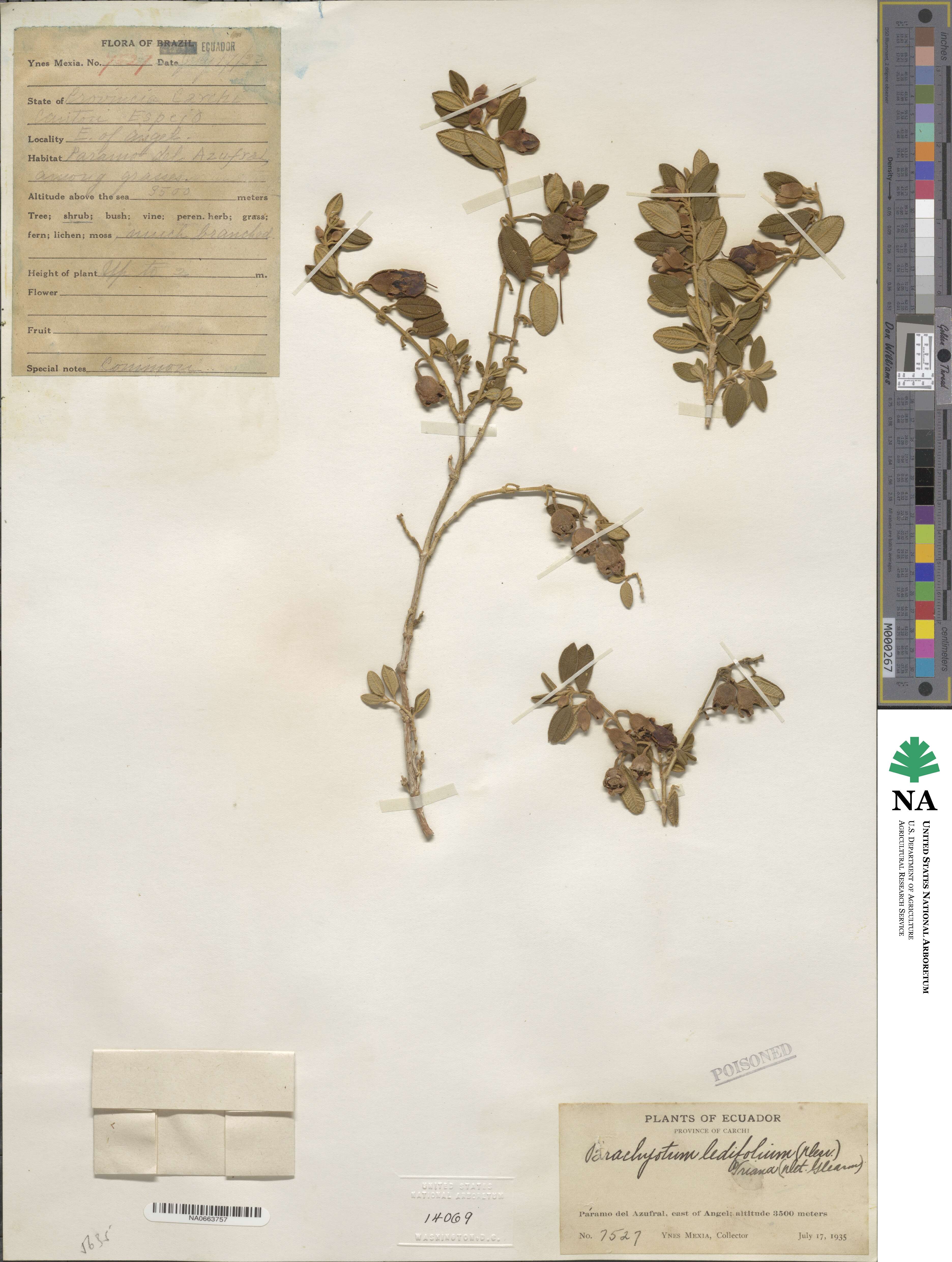 Brachyotum ledifolium image