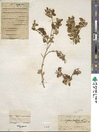 Brachyotum ledifolium image