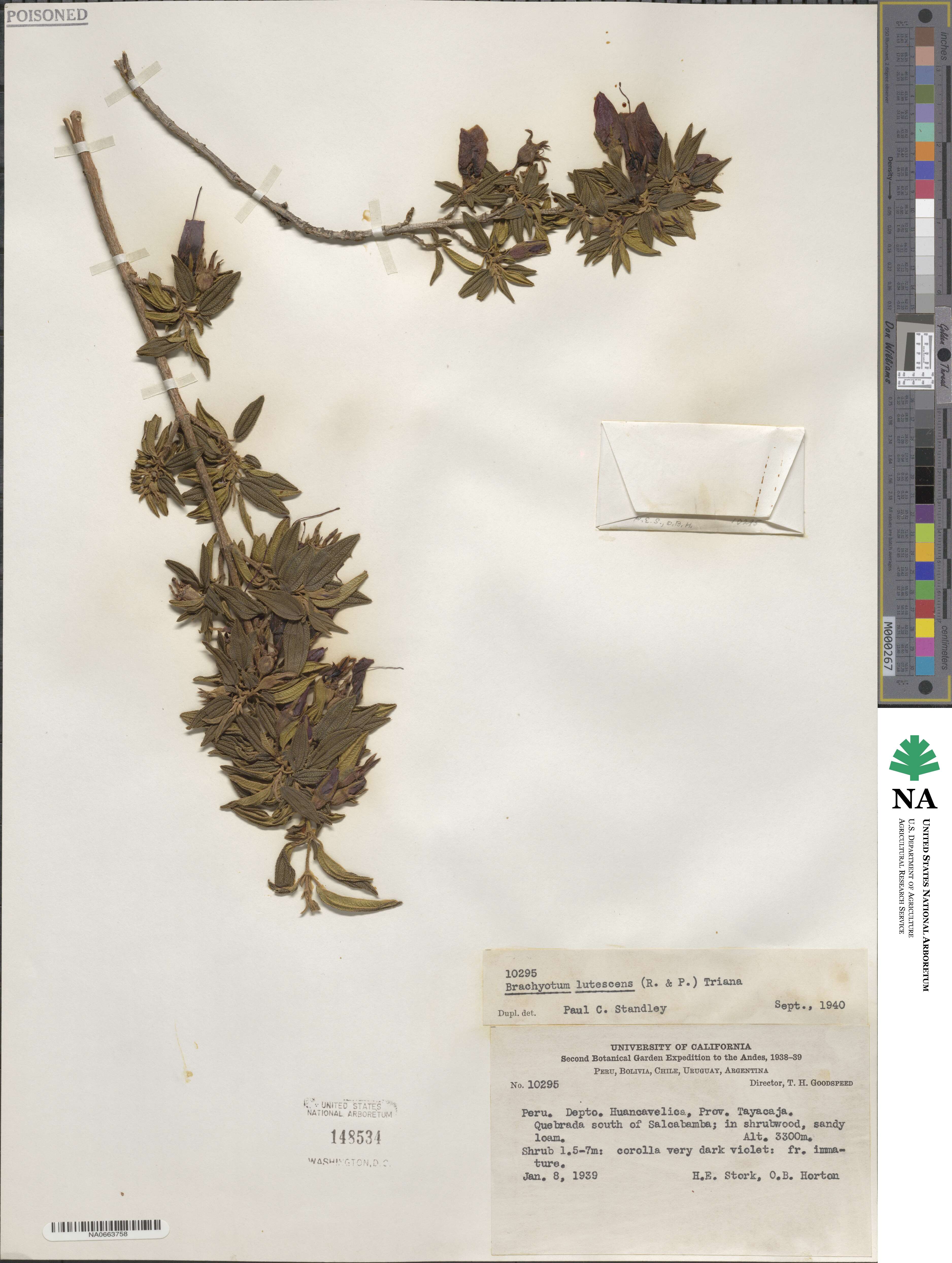 Brachyotum lutescens image