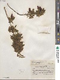 Brachyotum lutescens image