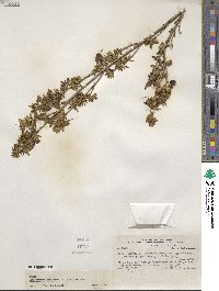 Brachyotum lutescens image