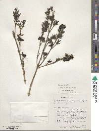 Image of Brachyotum naudinii