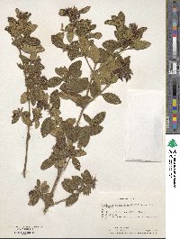 Image of Brachyotum quinquenerve