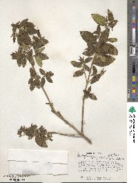 Brachyotum quinquenerve image