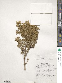 Brachyotum rostratum image