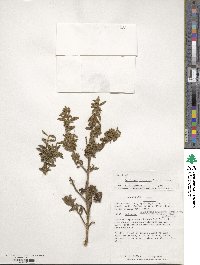 Brachyotum rostratum image