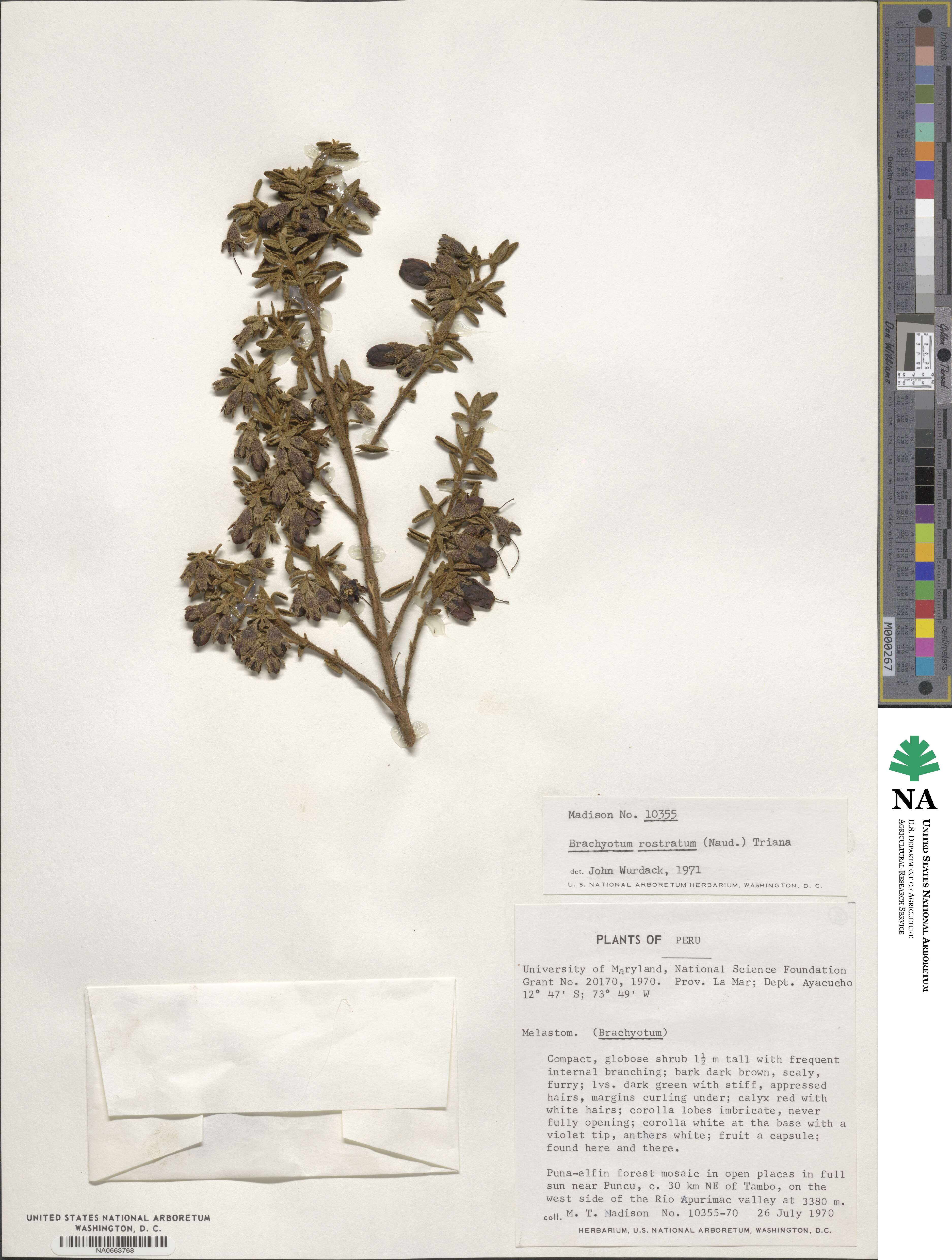 Brachyotum rostratum image