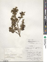 Brachyotum rostratum image