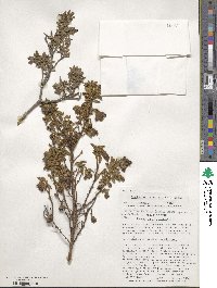 Brachyotum rostratum image