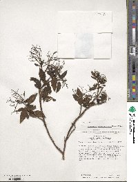 Brachyotum sanguinolentum image