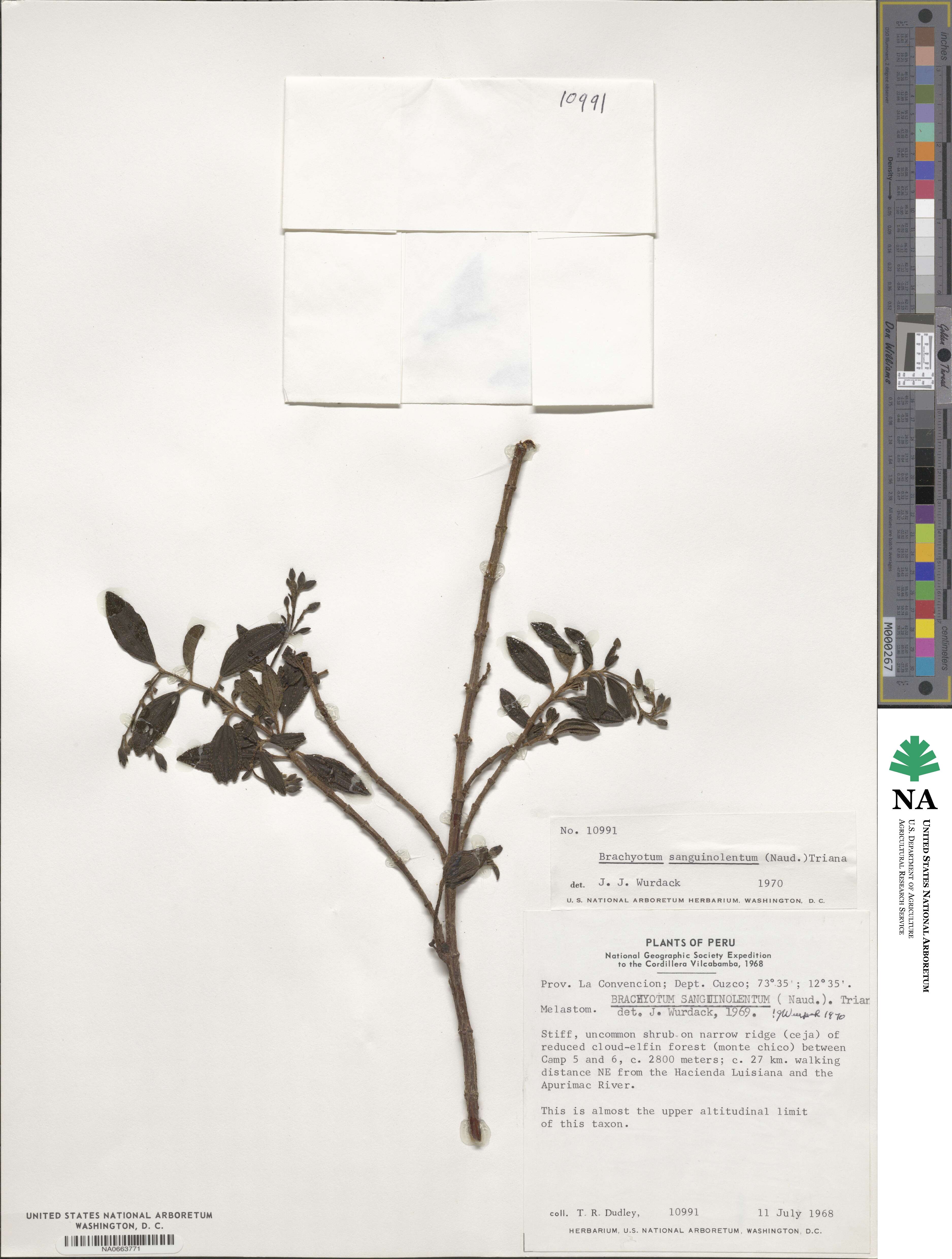 Brachyotum sanguinolentum image