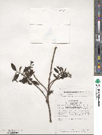 Brachyotum sanguinolentum image