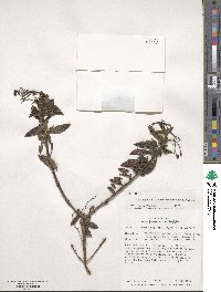 Brachyotum sanguinolentum image