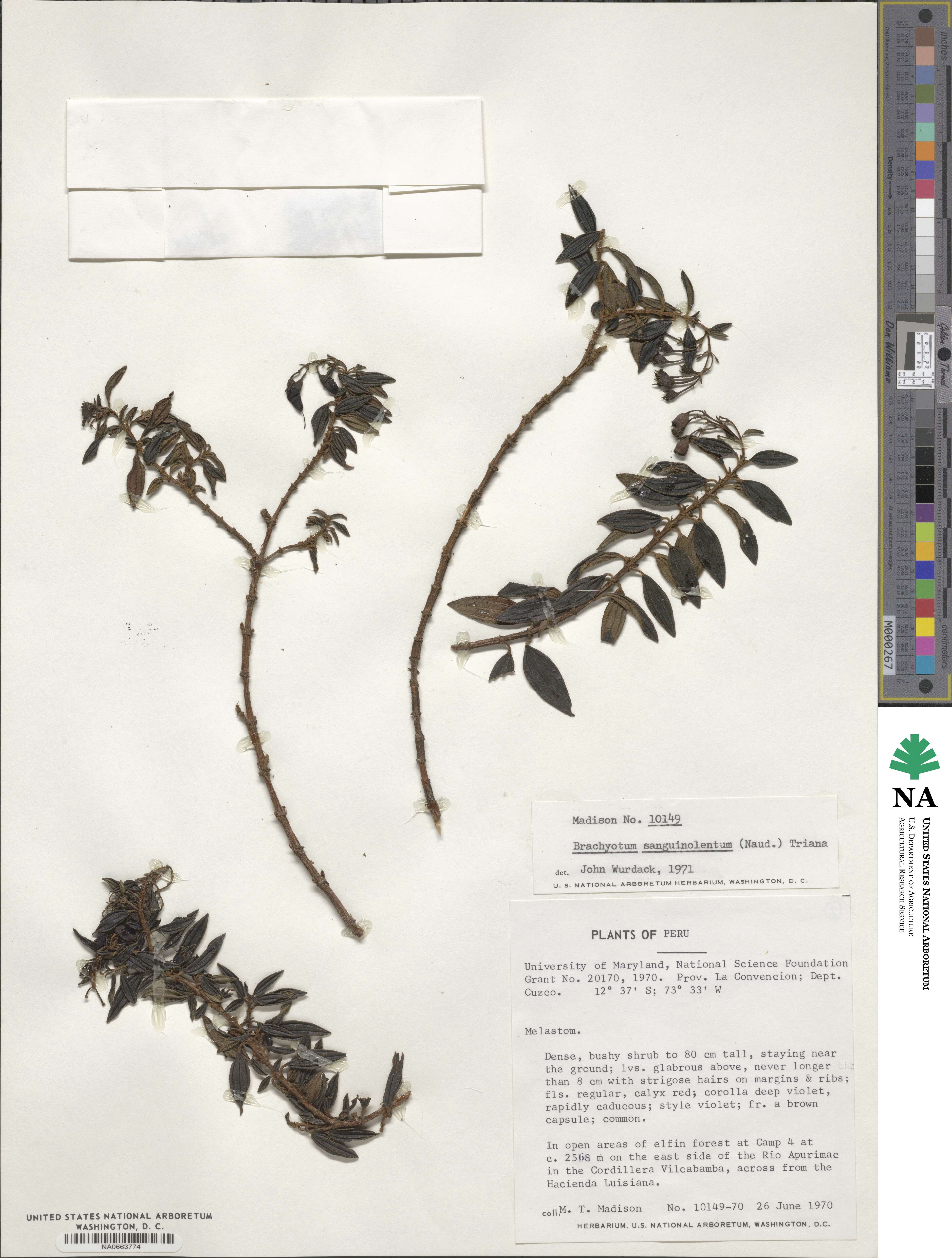 Brachyotum sanguinolentum image