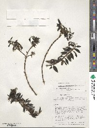 Brachyotum sanguinolentum image