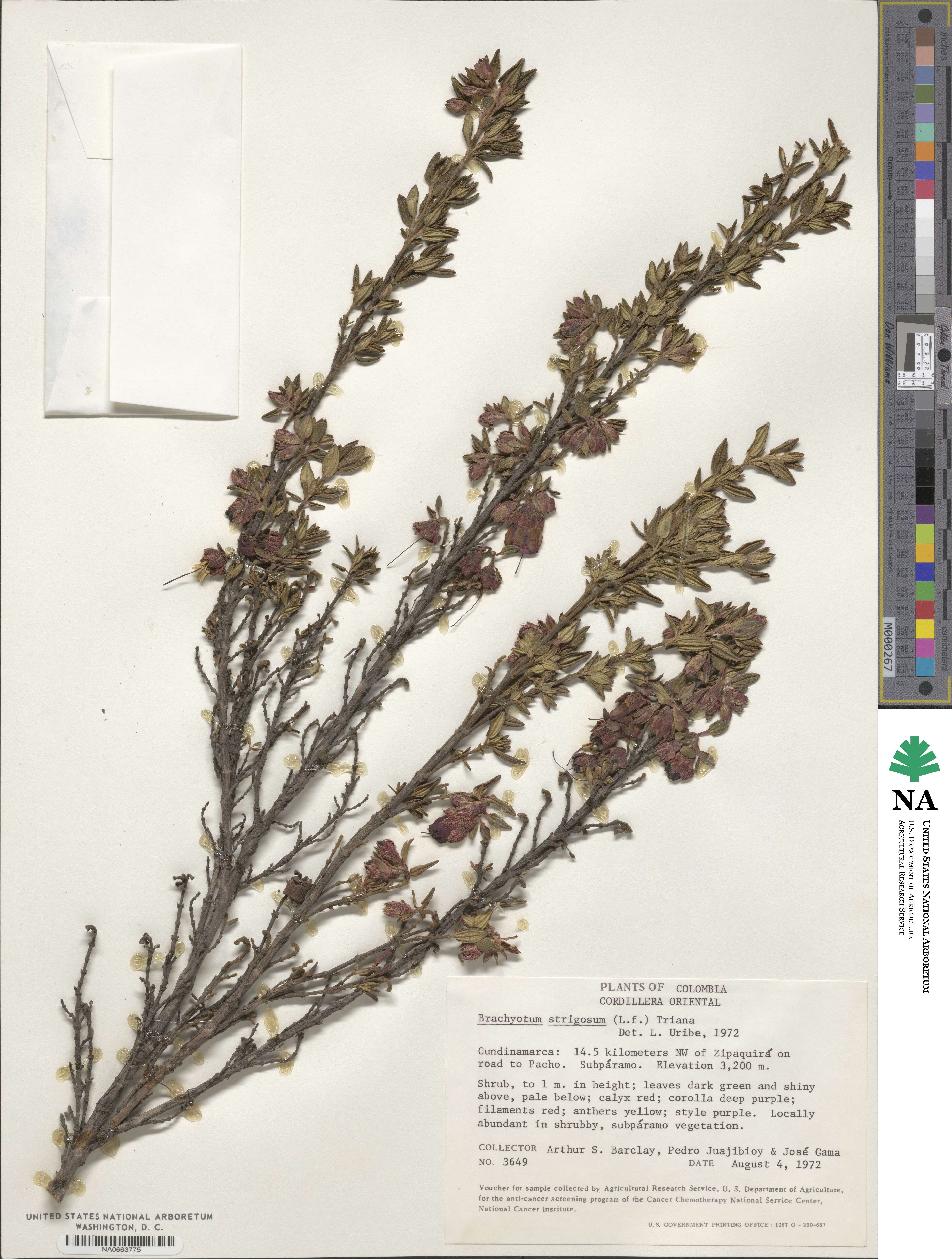 Brachyotum strigosum image