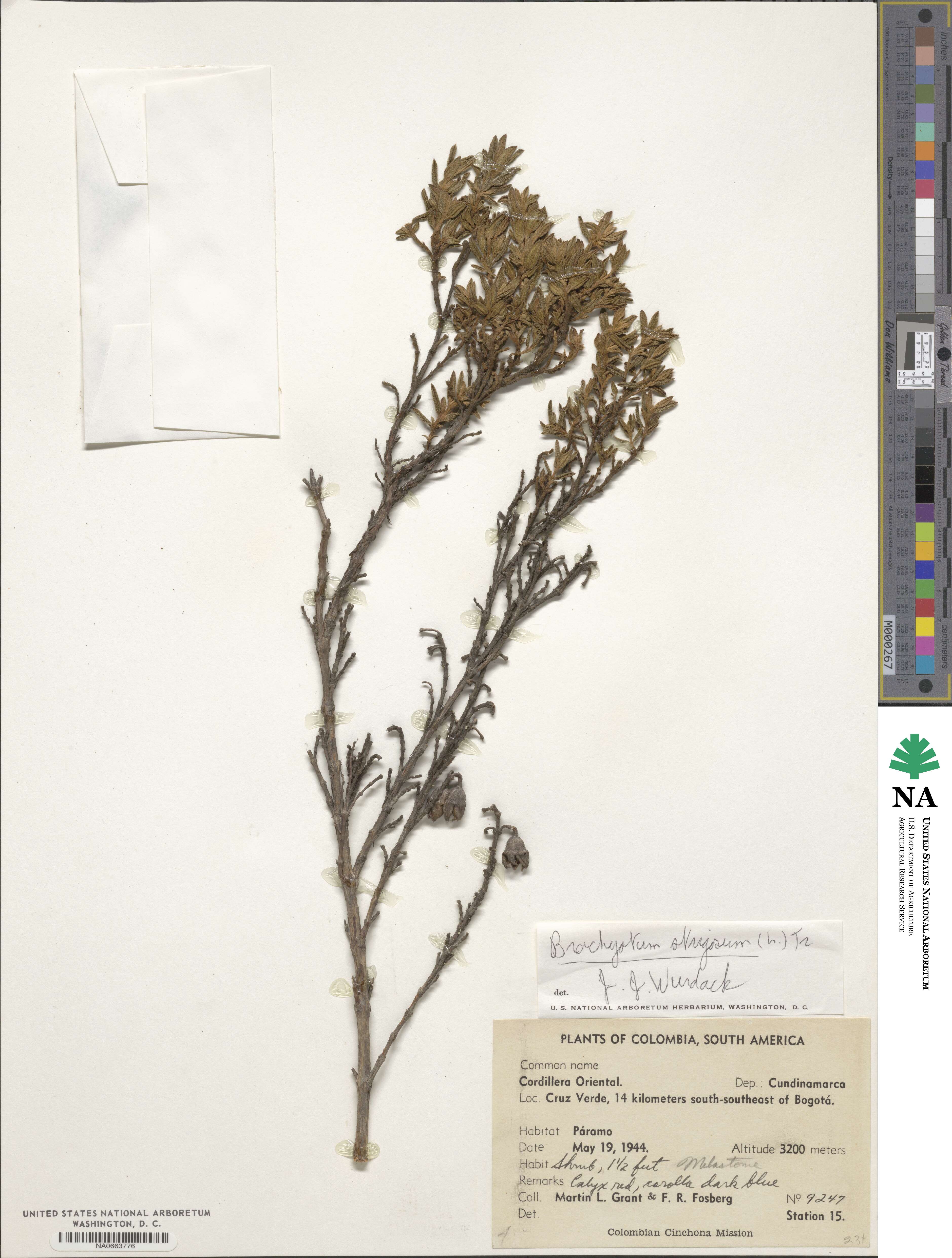 Brachyotum strigosum image