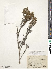 Brachyotum strigosum image