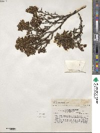 Brachyotum rostratum image