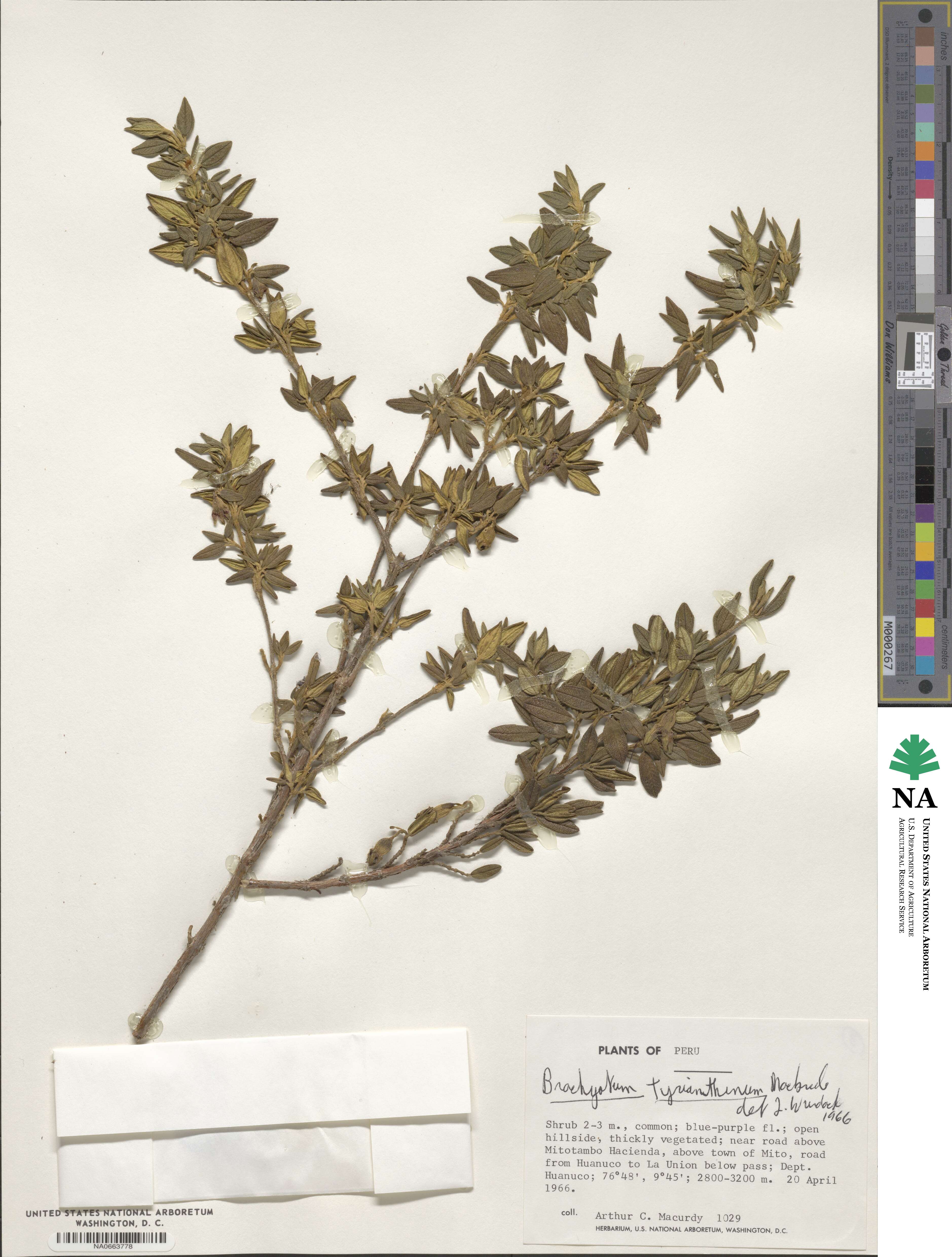 Brachyotum tyrianthinum image