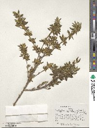 Image of Brachyotum tyrianthinum