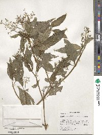 Image of Aciotis acuminifolia