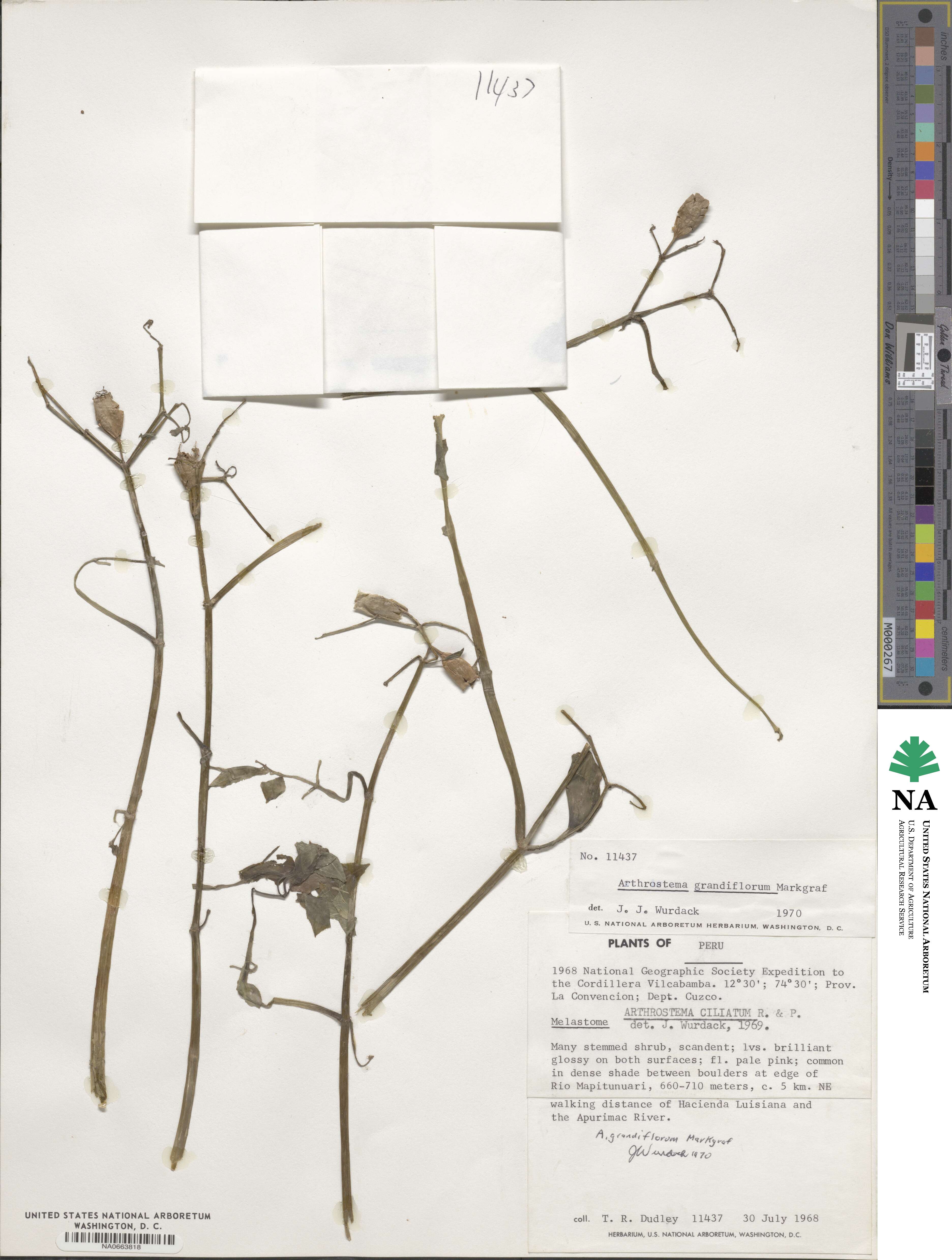 Arthrostemma ciliatum image