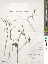 Arthrostemma ciliatum image