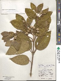 Melastoma candidum image