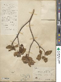 Melastoma candidum image