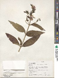 Melastoma malabathricum subsp. normale image