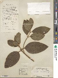 Melastoma malabathricum subsp. malabathricum image