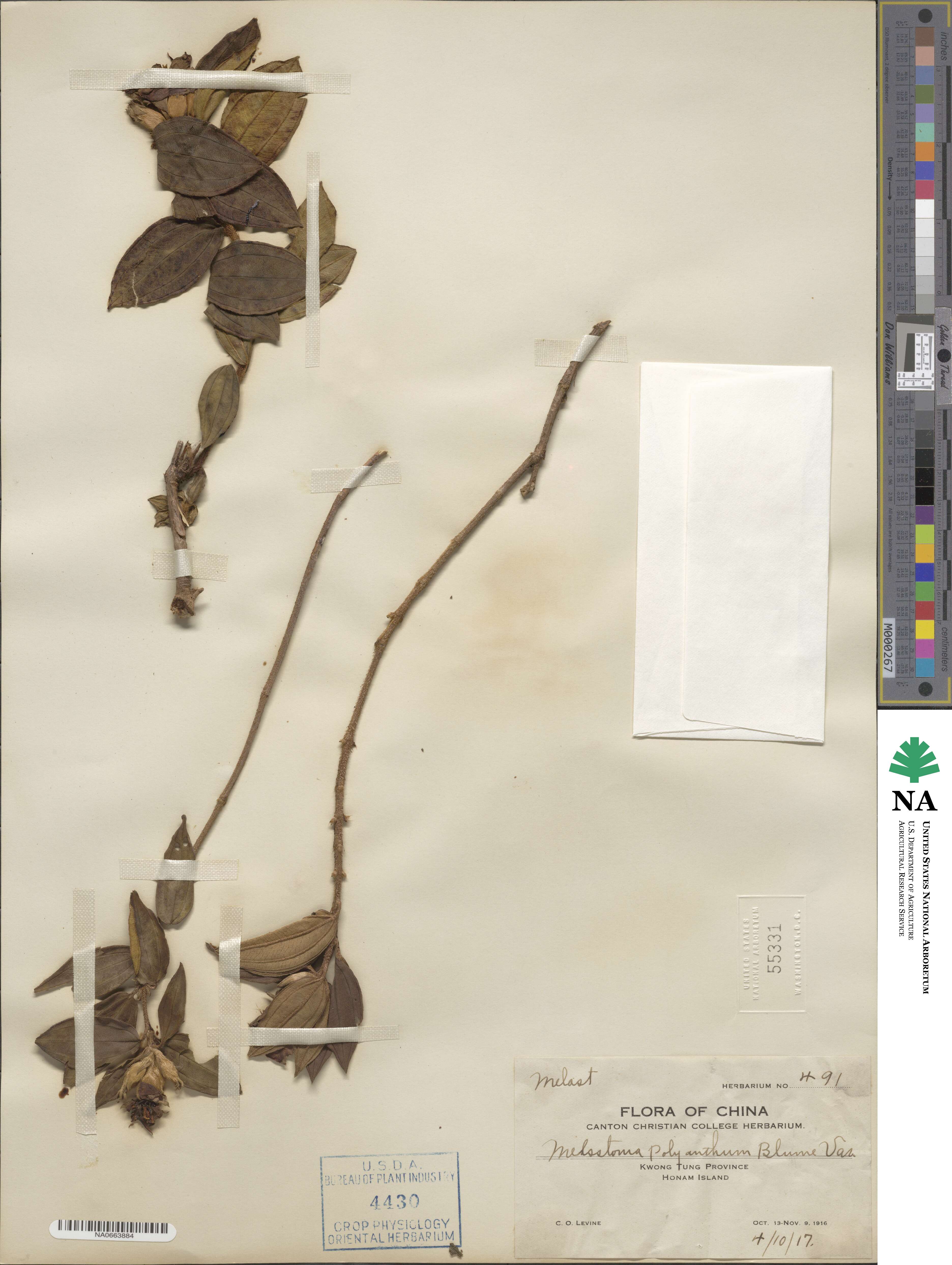 Melastoma malabathricum image