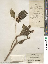 Melastoma malabathricum subsp. malabathricum image