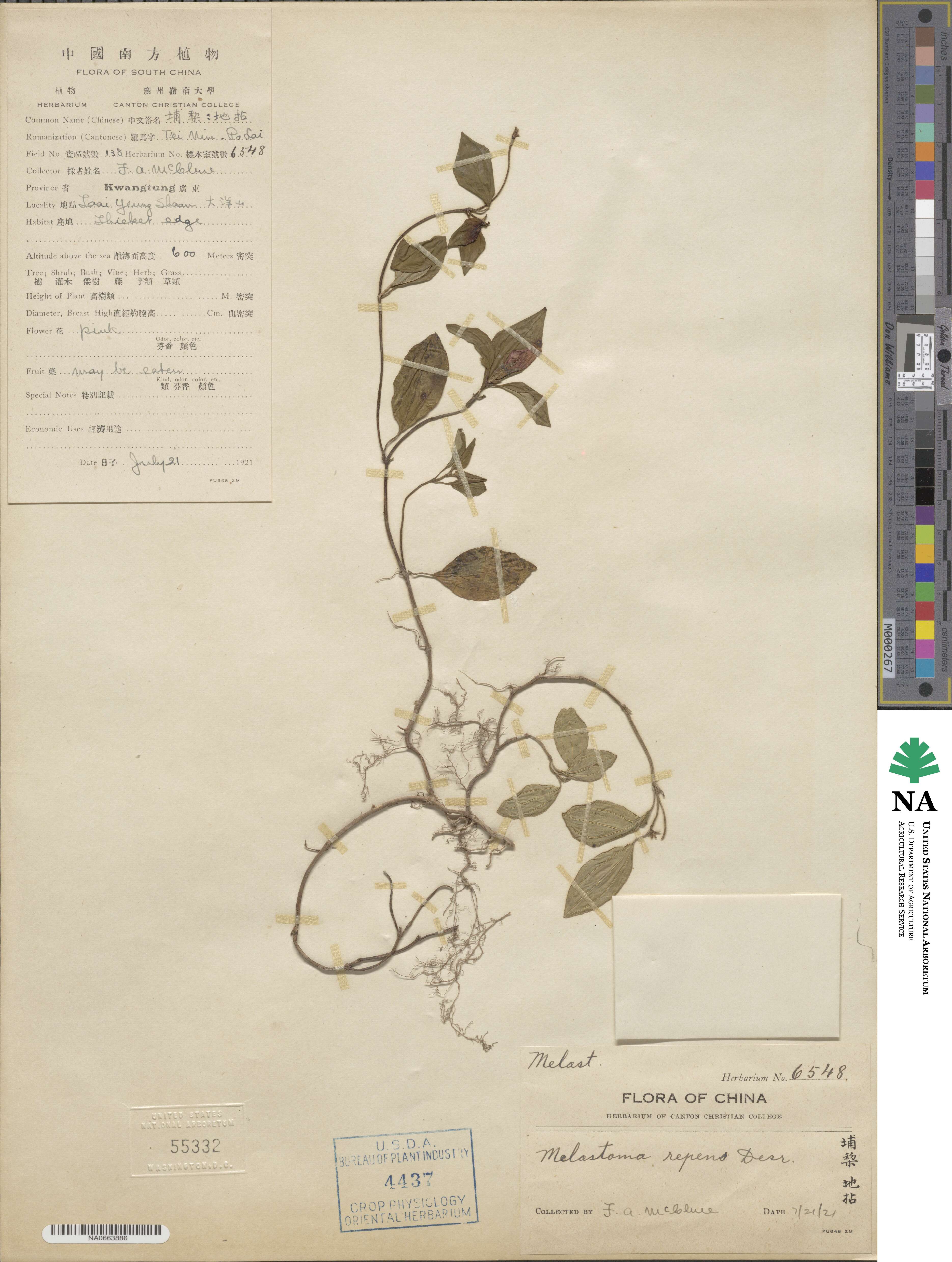 Melastoma dodecandrum image