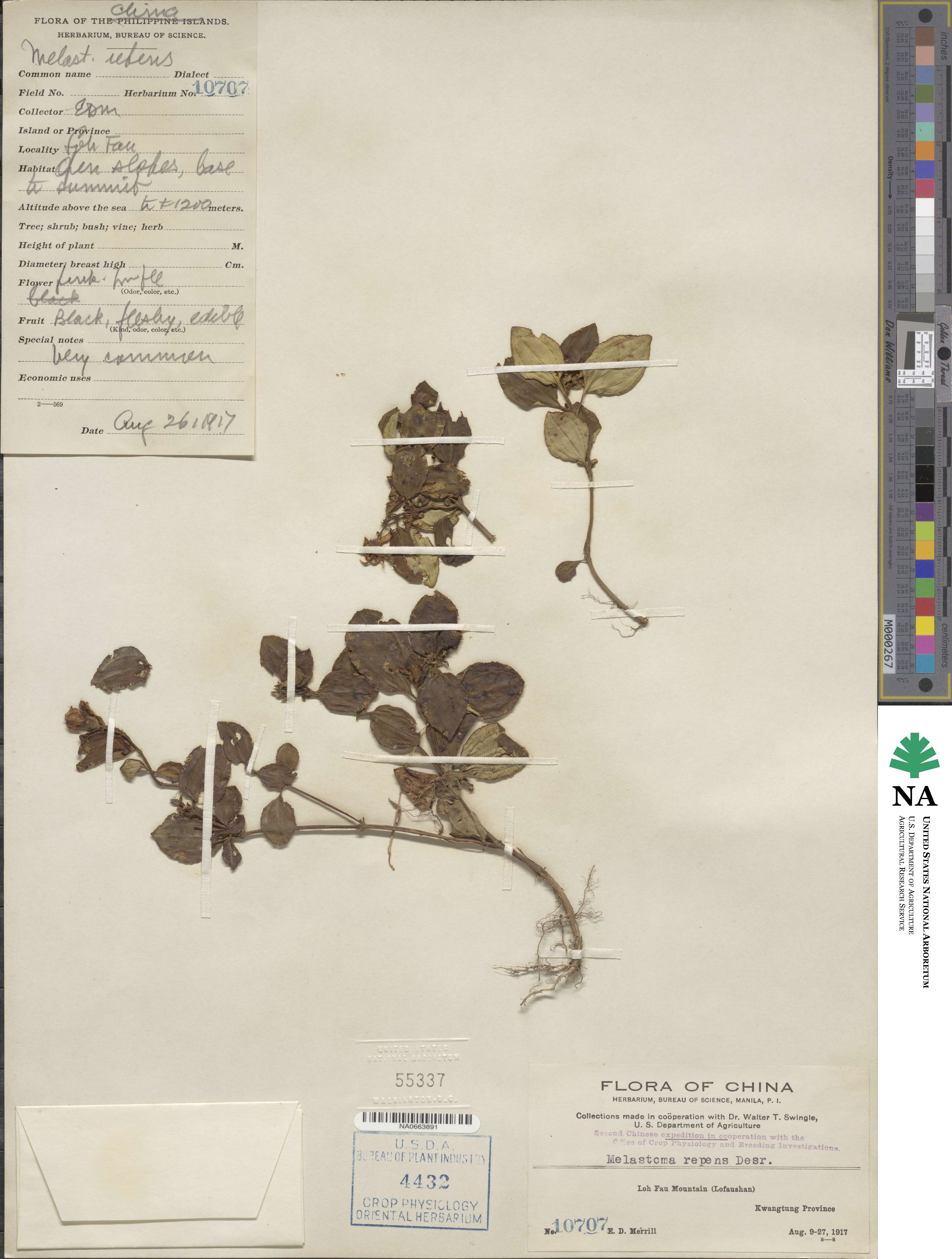 Melastoma dodecandrum image